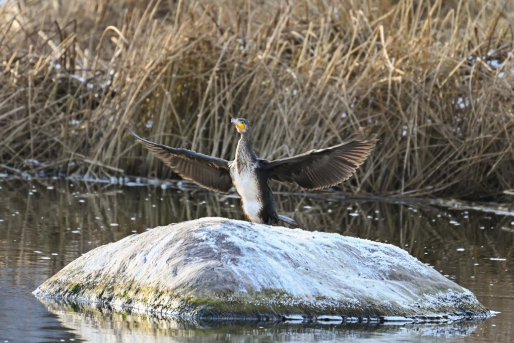 The Return of Migratory Birds Already Signals the Arrival of Spring